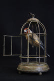 Bronze birdcage with a bird inside on a black background