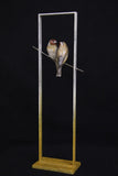 Two birds on a branch with frame on a black background