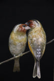 Two birds on a branch with frame on a black background
