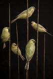 Bronze sculpture of five birds on a stand against a black background