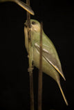 Green bird perched on a branch against a dark background