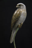 Bronze kestrel perched on a branch against a black background