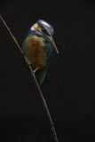 Bird perched on a branch on a frame on a black background