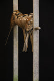 Bronze sculpture of 5 birds perched on a branch against a black background
