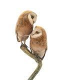 Close up of bronze sculpture of two owls perched on a curved branch on a white background