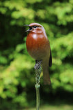 Bronze sculpture of bird perched on a branch with a blurred green background