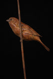 Bronze sculpture of small bird perched on a thin branch against a dark background