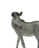 Zebra sculpture on a white background
