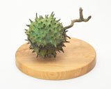 Adam-Paddon-Double-Conker-1