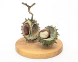 Adam-Paddon-Double-Conker-1