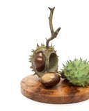 Bronze sculpture of double conker on wooden base.
