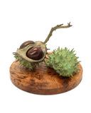 Bronze sculpture of double conker on wooden base.