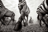 Anup Shah Onward framed zebra photography artwork