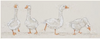 Bev-Davies-Birds-of-a-Feather-Mounted