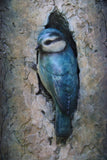 Blue-Tit-Plaque