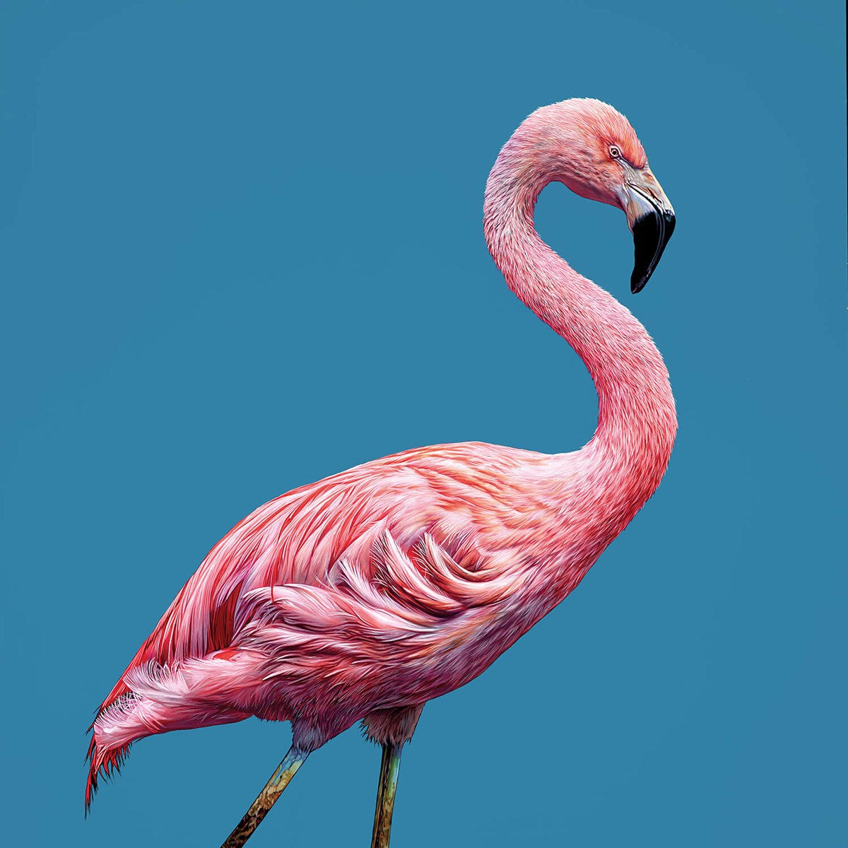Christopher Green Contemporary Wildlife artist Flamingo Box canvas