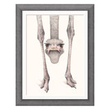 Framed artwork of an ostrich with a white background