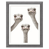Framed artwork of three ostrich heads peeking over a white background