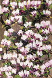 Floral artwork with pink, white and plum colours on a matalic background