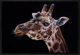 Close-up of a giraffe's head on a black background
