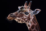 Close-up of a giraffe's head against a black background