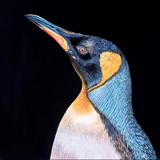 Close-up of a penguin's head with a black background