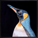 Close-up of a penguin's head with a black background