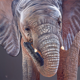 Close-up of an elephant's face with detailed texture on a dark background