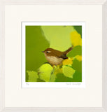 Chiff Chaff in Lush Greens