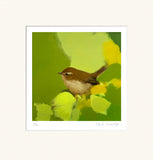 Heidi-Langridge-Chiff-Chaff-Mounted