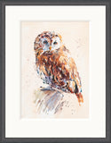 Jake Winkle Tawny Owl framed artwork