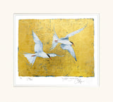 Jackie_Morris_Book_of_Birds_Tern_mounted_print