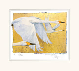 Two white swans on a textured yellow background with a white border.