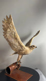 Falcon in Flight