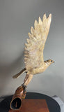 Falcon in Flight