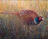 Pheasant in a grassy field