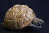 Leopard-Tortoise-V2-2