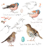 Chaffinch and Song Thrush Sketchbook