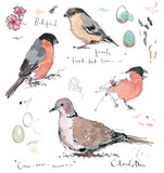 Bullfinch and Collared Dove Sketchbook