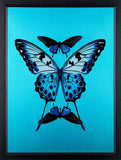 Framed butterfly wall art featuring three blue and black butterflies on a bright turquoise background, enclosed in a black frame.