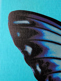 A close-up of a butterfly wing with iridescent blue, purple, and black tones against a bright turquoise background.