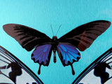 A butterfly artwork featuring a central black butterfly with vivid blue-purple wings on a bright turquoise background, with partial black-and-white wing shapes at the lower corners.