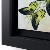 corner of black frame with neon yellow butterfly