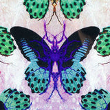 neon butterfly