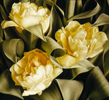 Mia Tarney Tulipa Verona Limited Edition Art Print