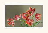 Mia Tarney Parrot Tulips Limited Edition Artwork