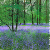 Paul Evans landscape artist Bluebell woods 