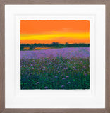 Framed artwork of a sunset over a field with purple flowers.