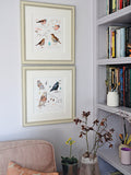 Madeleine Floyd-Blackbird and Coal Tit Sketchbook Room