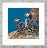 Sarah Jackson artwork unframed two puffins on natural rock